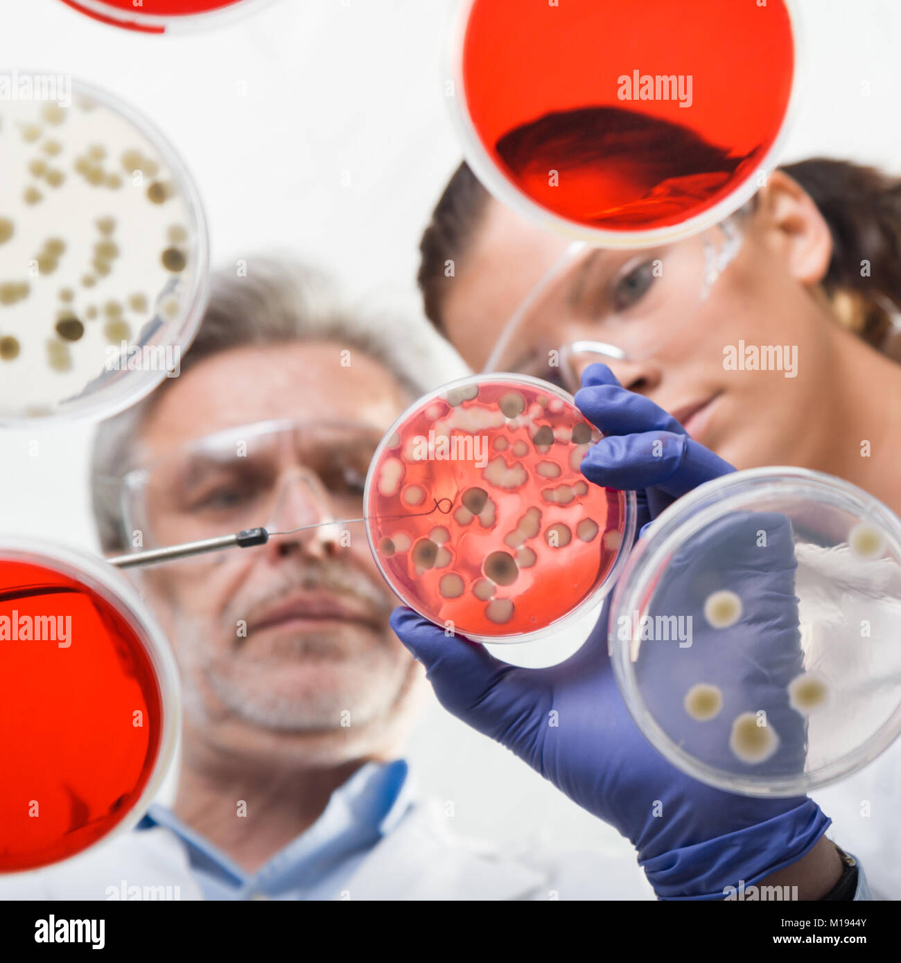 Scientists researching in laboratory, pipetting cell culture samples