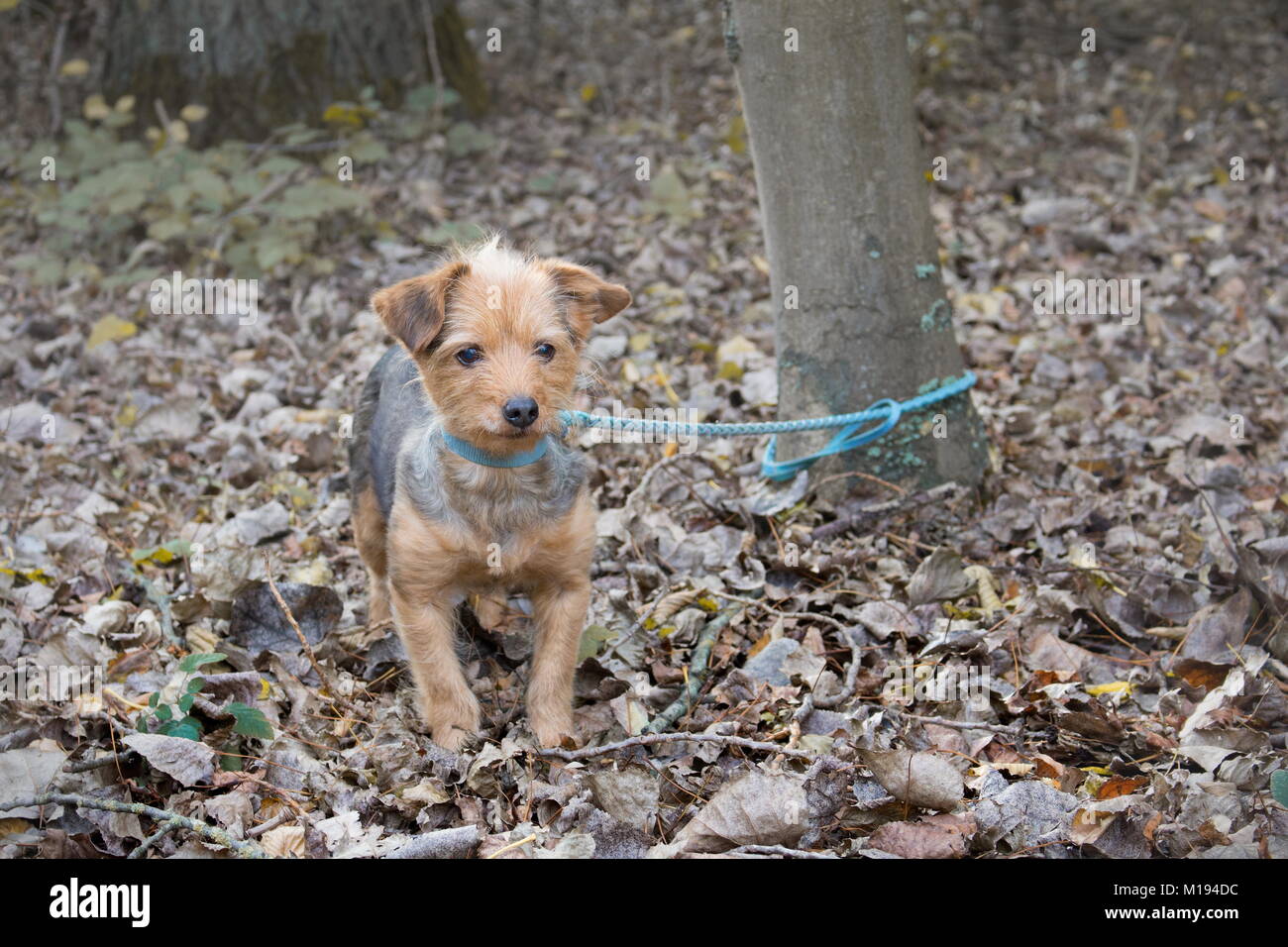 a small dog tied to a tree alone and abandoned in the forest Stock Photo