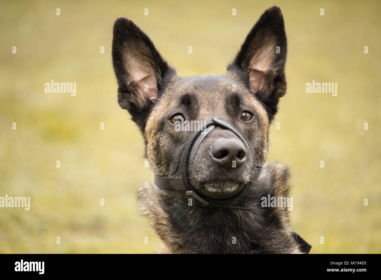 2051 BELGIAN MALINOIS DOG SIGN OR DECAL 