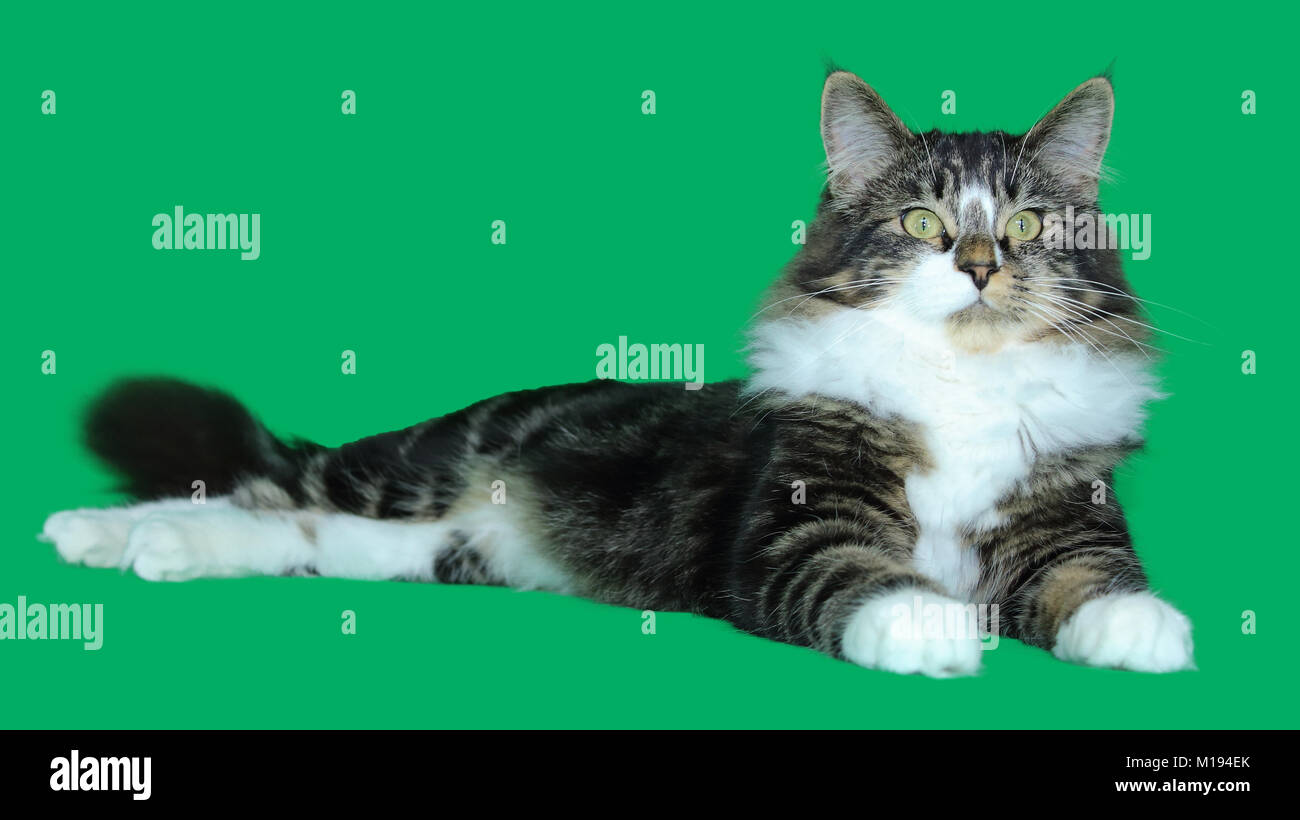 a maine coon cat serious and majestic tabby  of gray, black, white long-haired, is lying on a green background Stock Photo