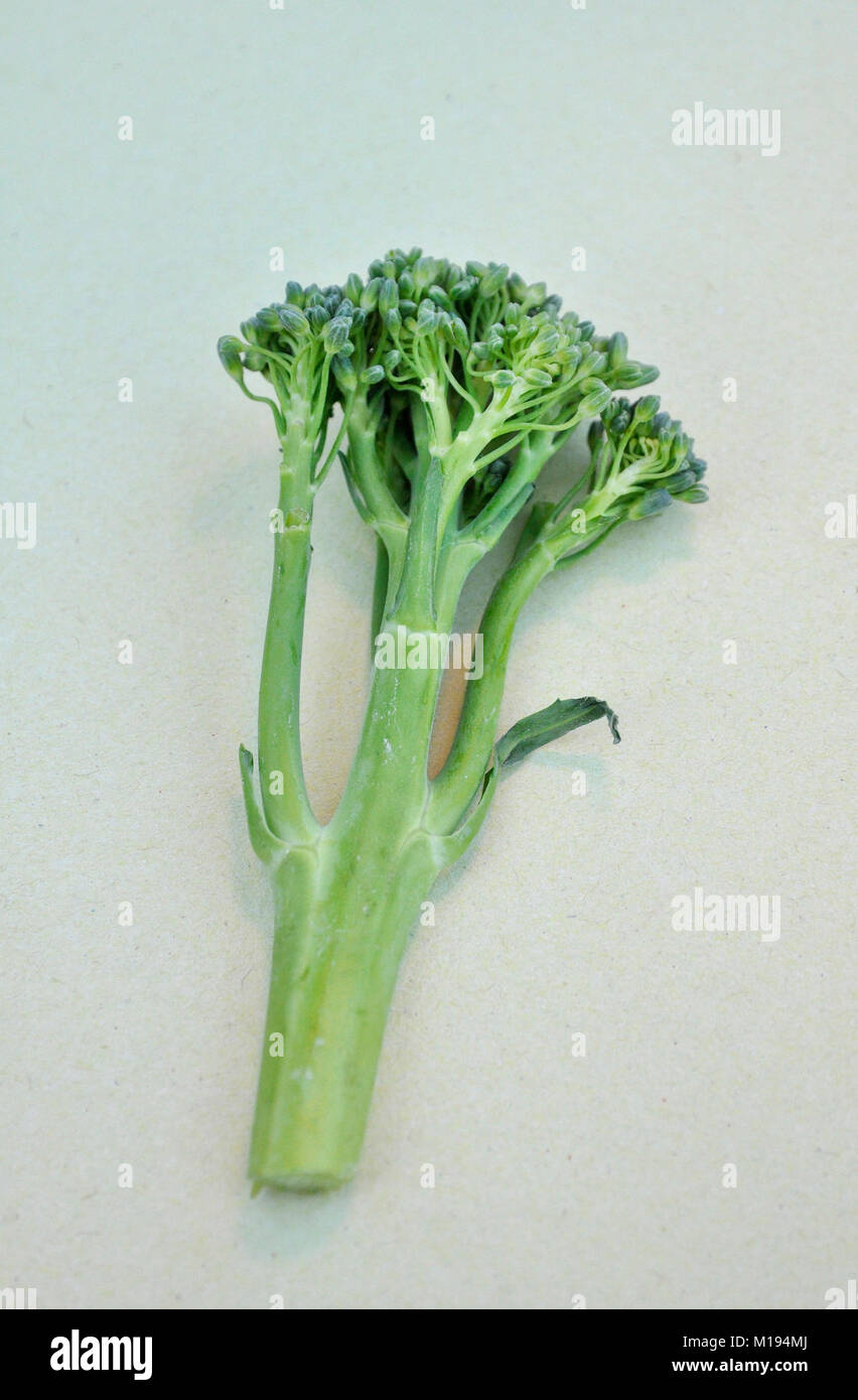 tender stem broccoli Stock Photo Alamy