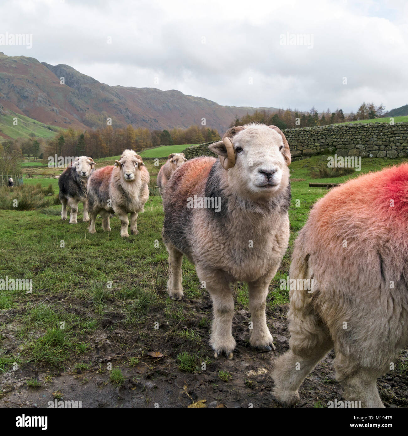 Precession of Lakeland Herdwick sheep rams with horns and thick woolly fleeces and red dye patches in field of green grass, Cumbria, England, UK Stock Photo