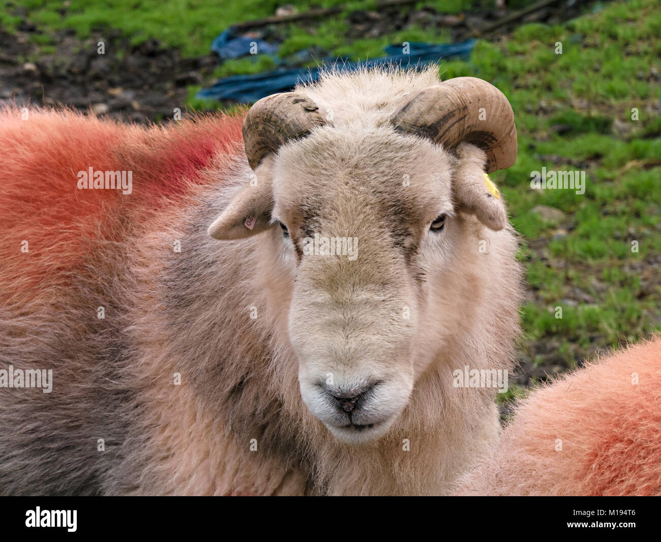 Lakeland Herdwick sheep ram with horns and thick woolly fleece and red dye patch in field of green grass, Cumbria, England, UK Stock Photo