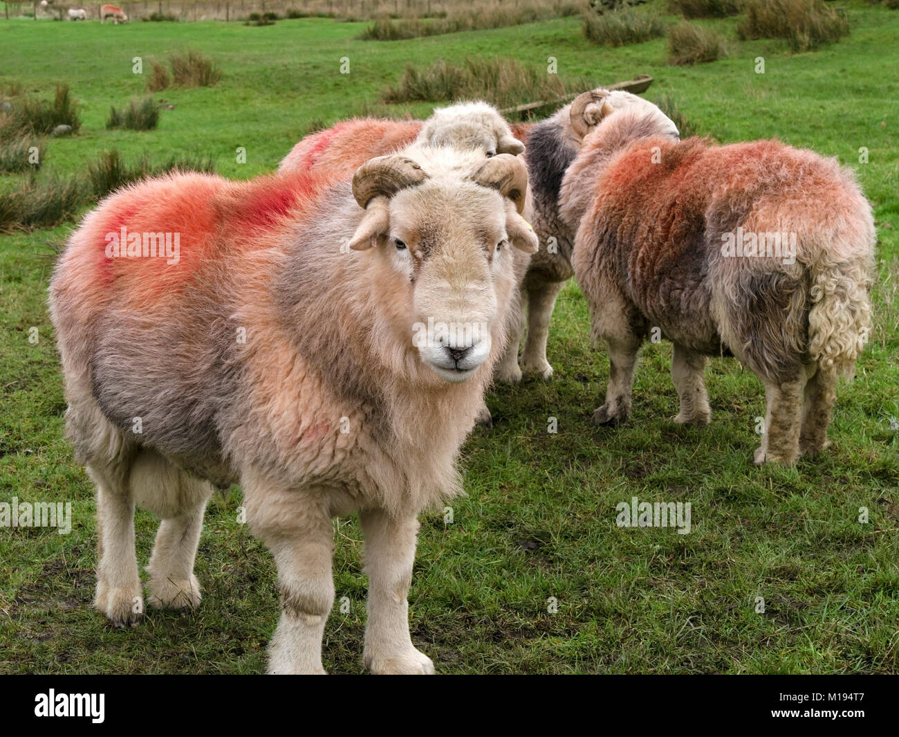 Lakeland Herdwick sheep rams with horns and thick woolly fleeces and red dye patches in field of green grass, Cumbria, England, UK Stock Photo