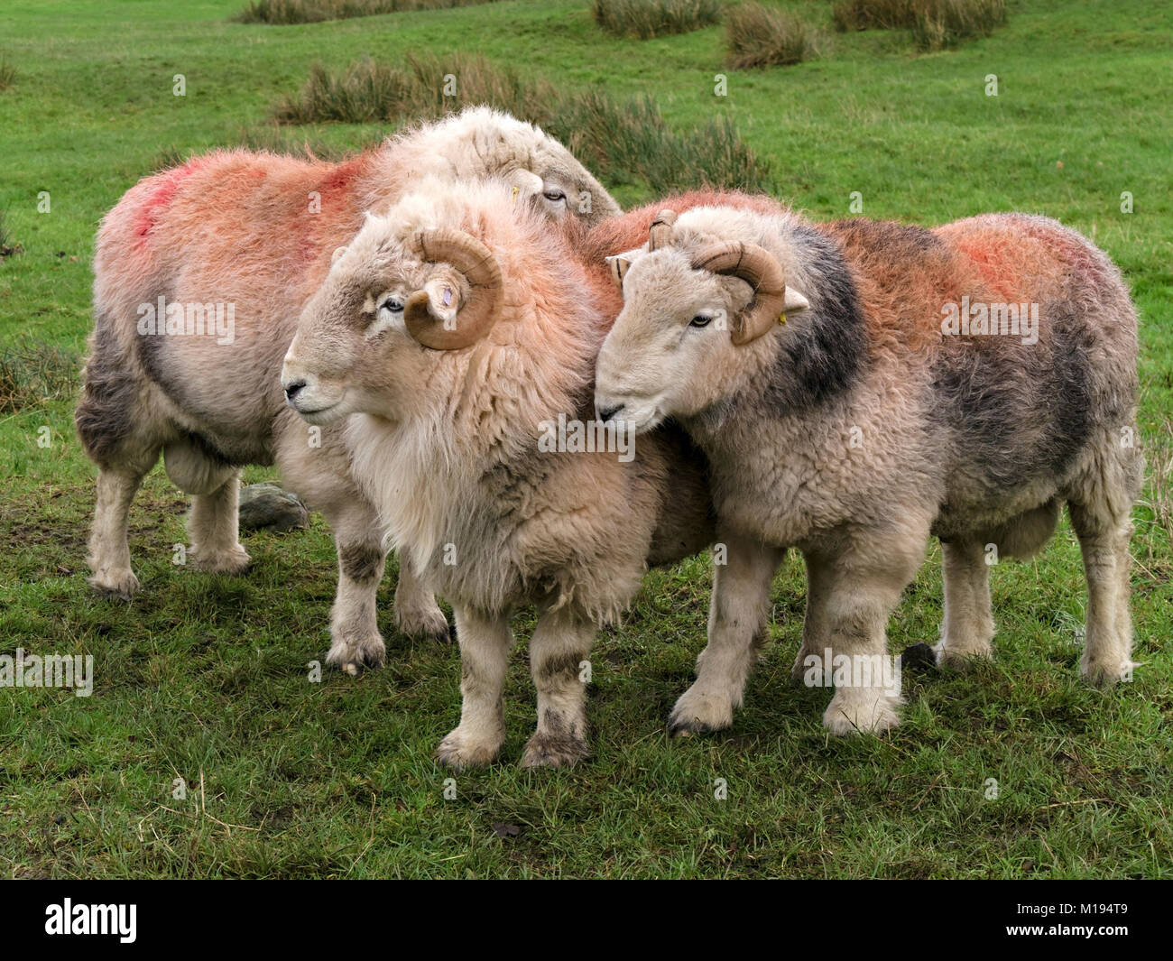 Group of Lakeland Herdwick sheep rams with horns and thick woolly fleeces and red dye patches in field of green grass, Cumbria, England, UK Stock Photo