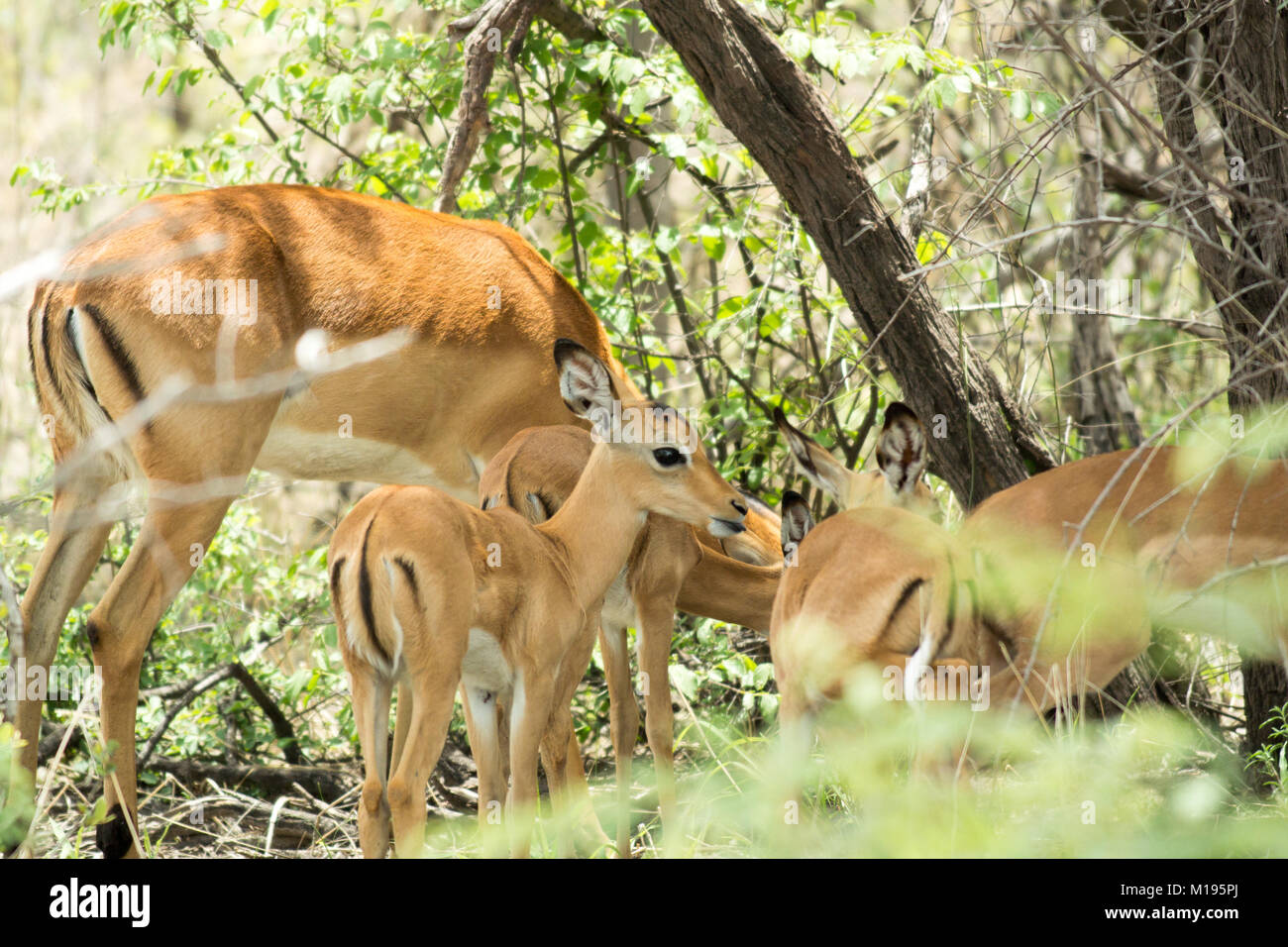 Adult female impala with group of four young impala (Aepyceros melampus) partially obscured by shrubs Stock Photo