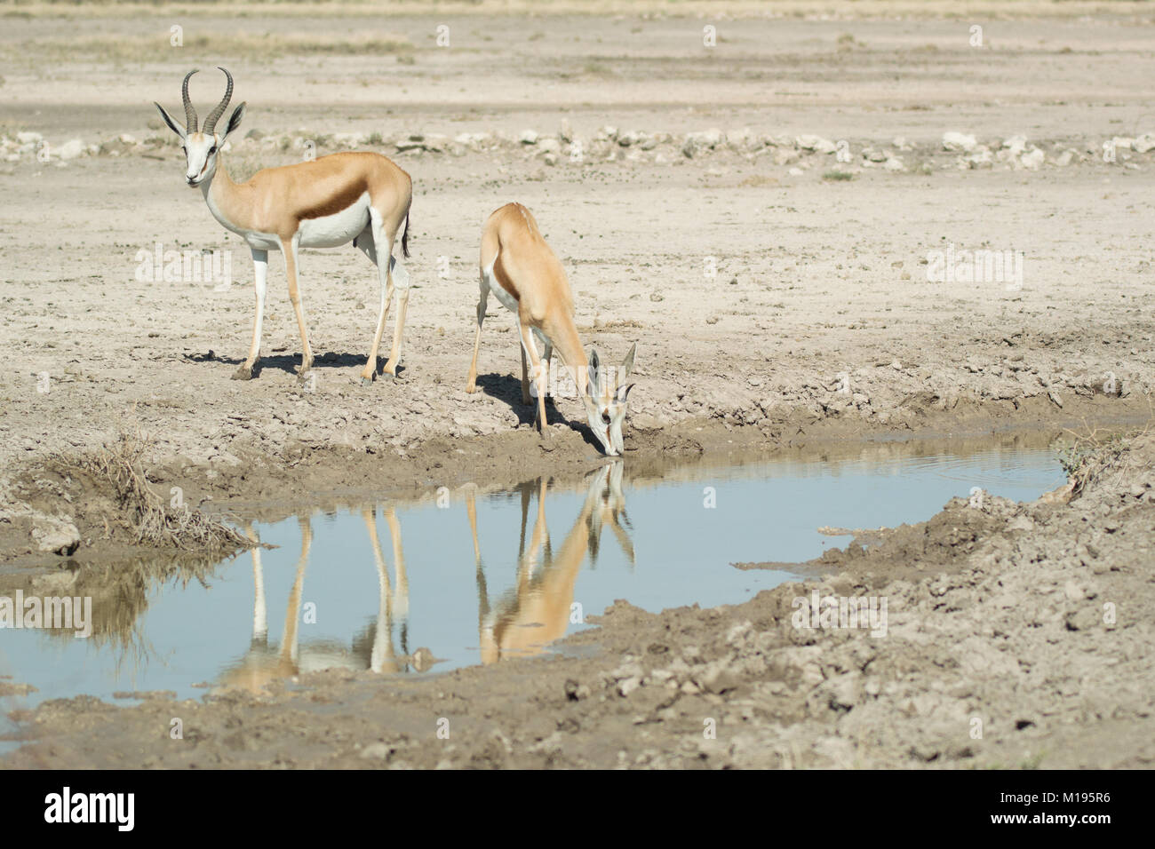 Namibian Parks High Resolution Stock Photography and Images - Alamy