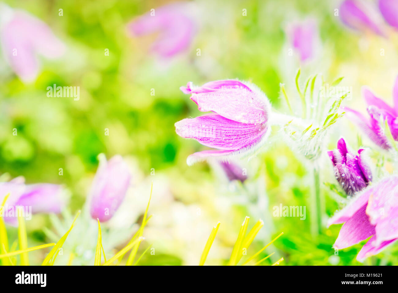 Spring Anemone violet flowers in green garden, toned Stock Photo