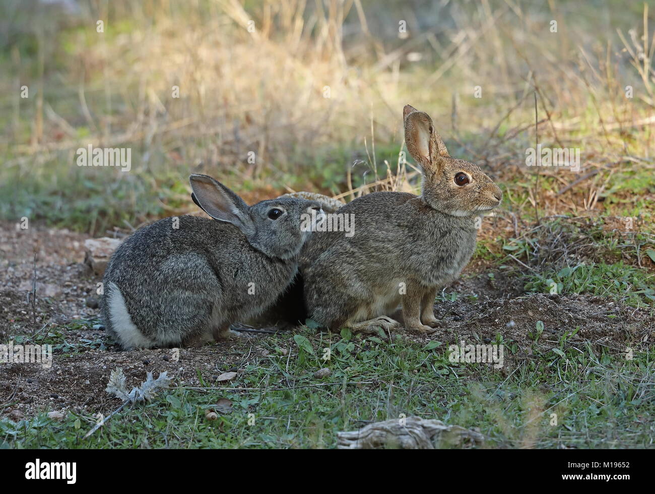 European Rabbit (Oryctolagus cuniculus algirus) male chinning (scent