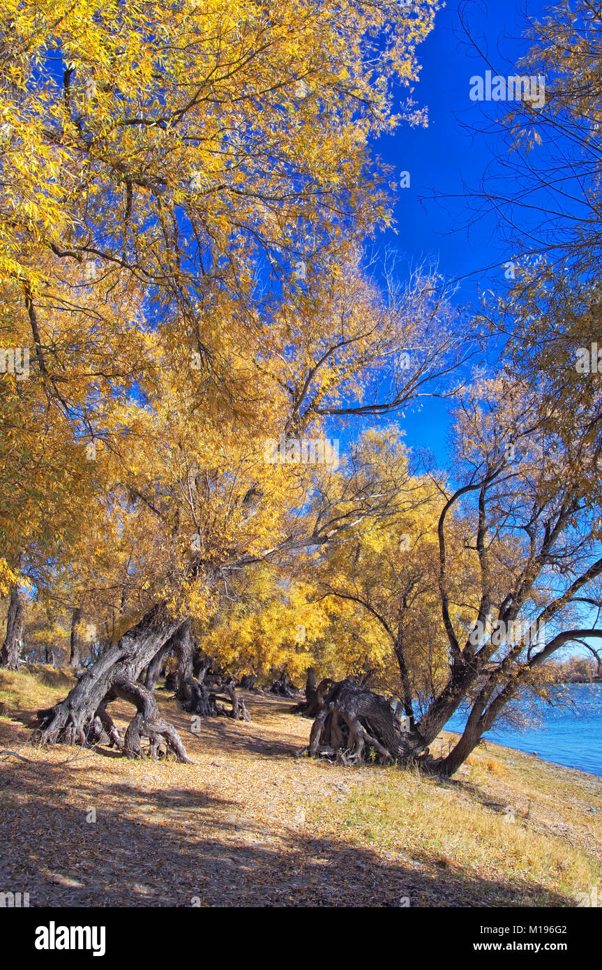 Autumn Willow Autumn Forest On The Bank Of Siberian River Huge Stock Photo Alamy