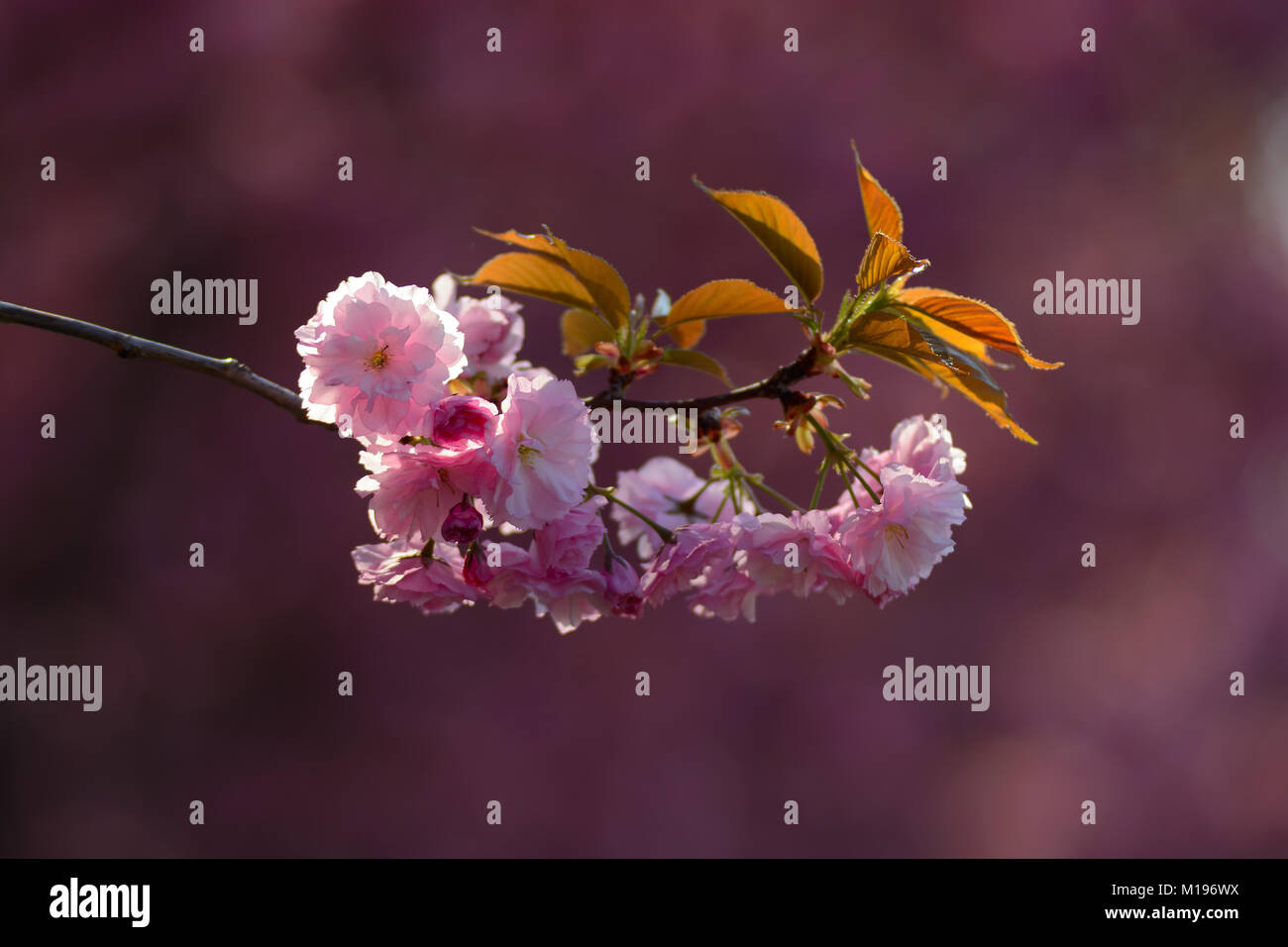 Sakura pink flowers bunch on a branch against blurred background Stock Photo