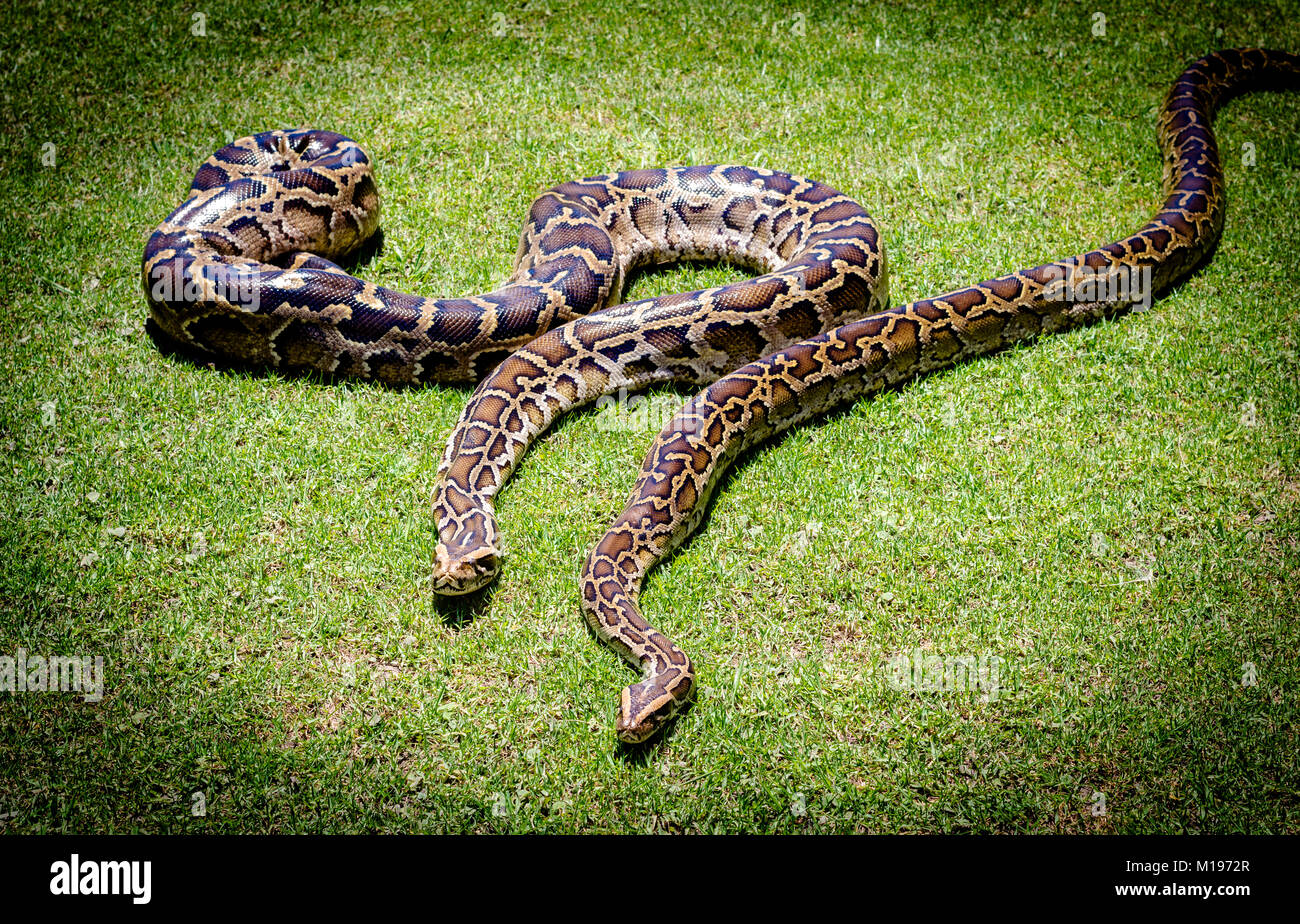 Burmese python background. Two pythons on grass Stock Photo - Alamy