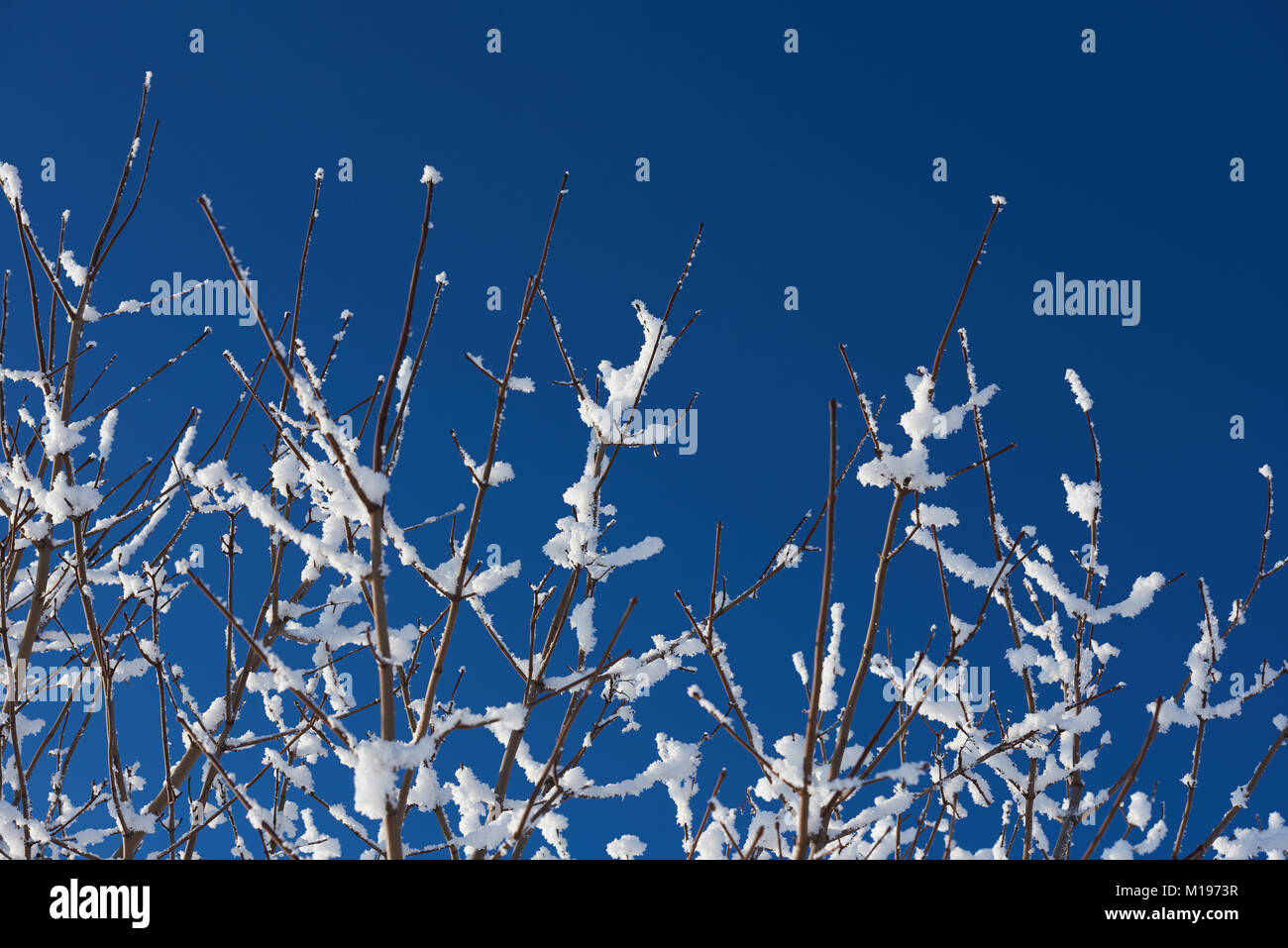 Tree branches covered with snow on deep blue sky background Stock Photo ...