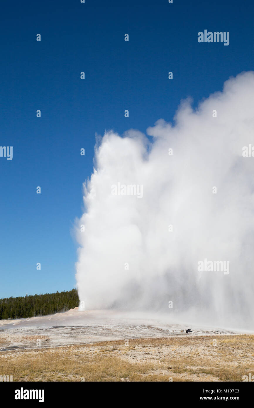Famous Old faithful geyser eruption in the Yellowstone national park ...