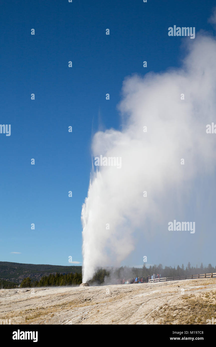 Cone geyser eruption in the Yellowstone national park, USA Stock Photo
