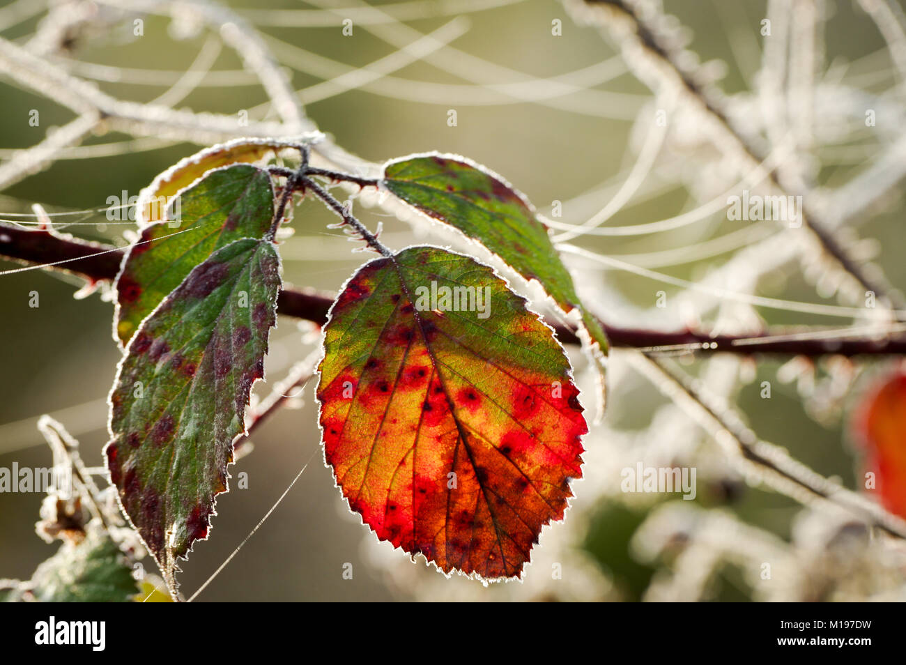 Frosty cobwebs on a drying wild rose leaf on a bright winter morning (West Sussex) Stock Photo