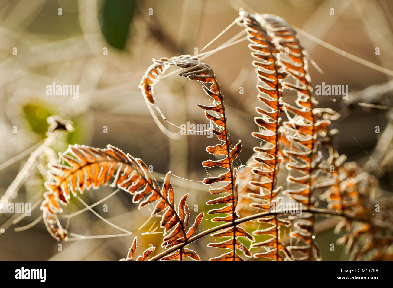 Frost covered bracken and spider webs on a beautiful bright winter morning in West Sussex Stock Photo