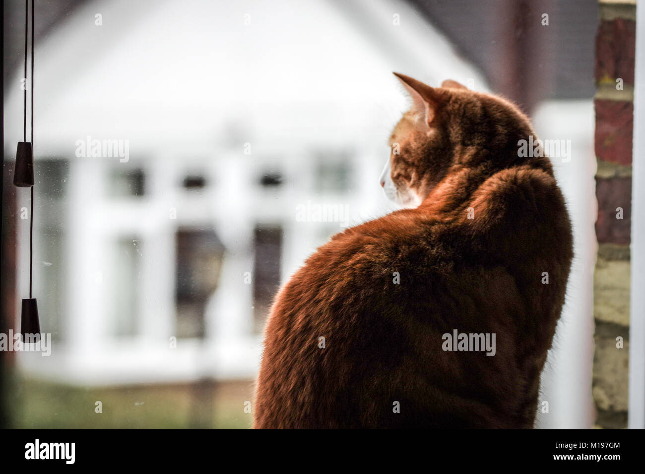 Large ginger cat sitting on a window sill looking out on the street ...