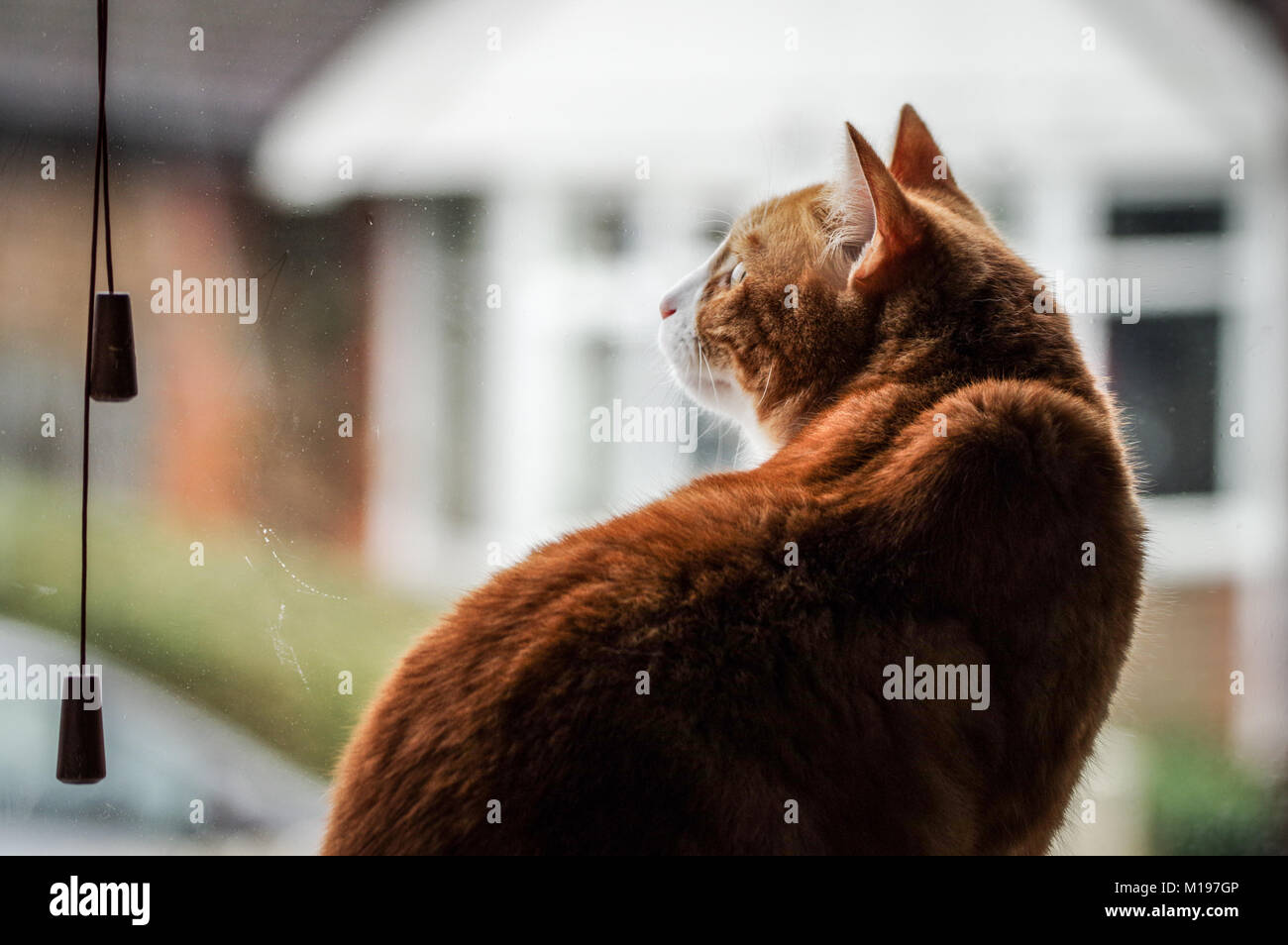 Large ginger cat sitting on a window sill looking out on the street ...