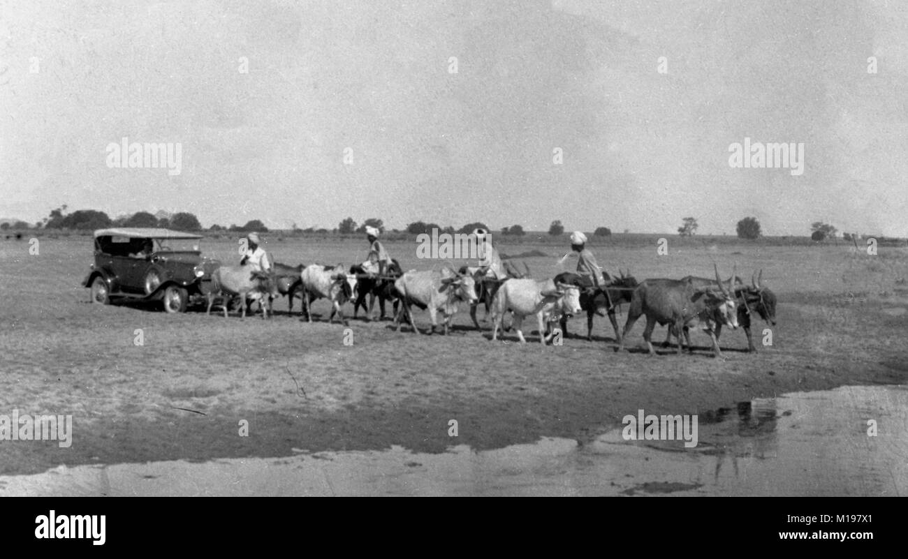 1920/30's, possibly India. Team of 10 Oxen led by four workers in turbans towing late 1920's Cabriolet across small ford/watercourse. Stock Photo