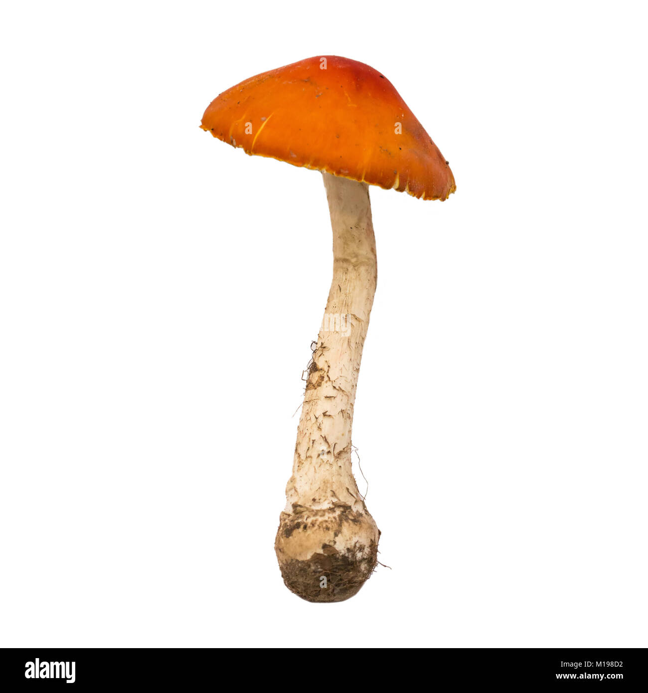 Amanita muscaria mushroom texture hi-res stock photography and images