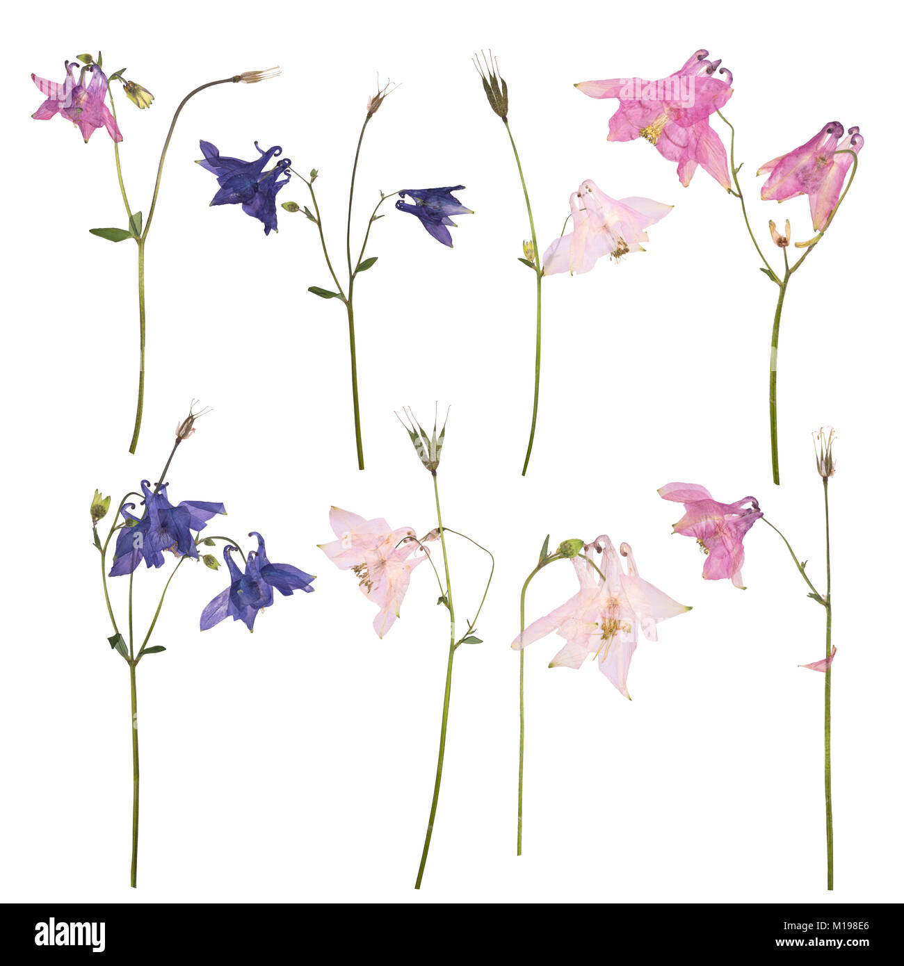 Set of Dried and pressed flowers of a pink, blue and purple Aquilegia vulgaris Columbine flower isolated on a white background. Herbarium of spring fl Stock Photo