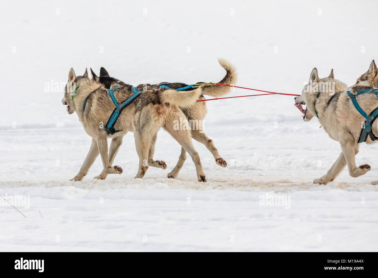 Husky of dogs in a team in winter landscape. Group of husky dogs. A ...
