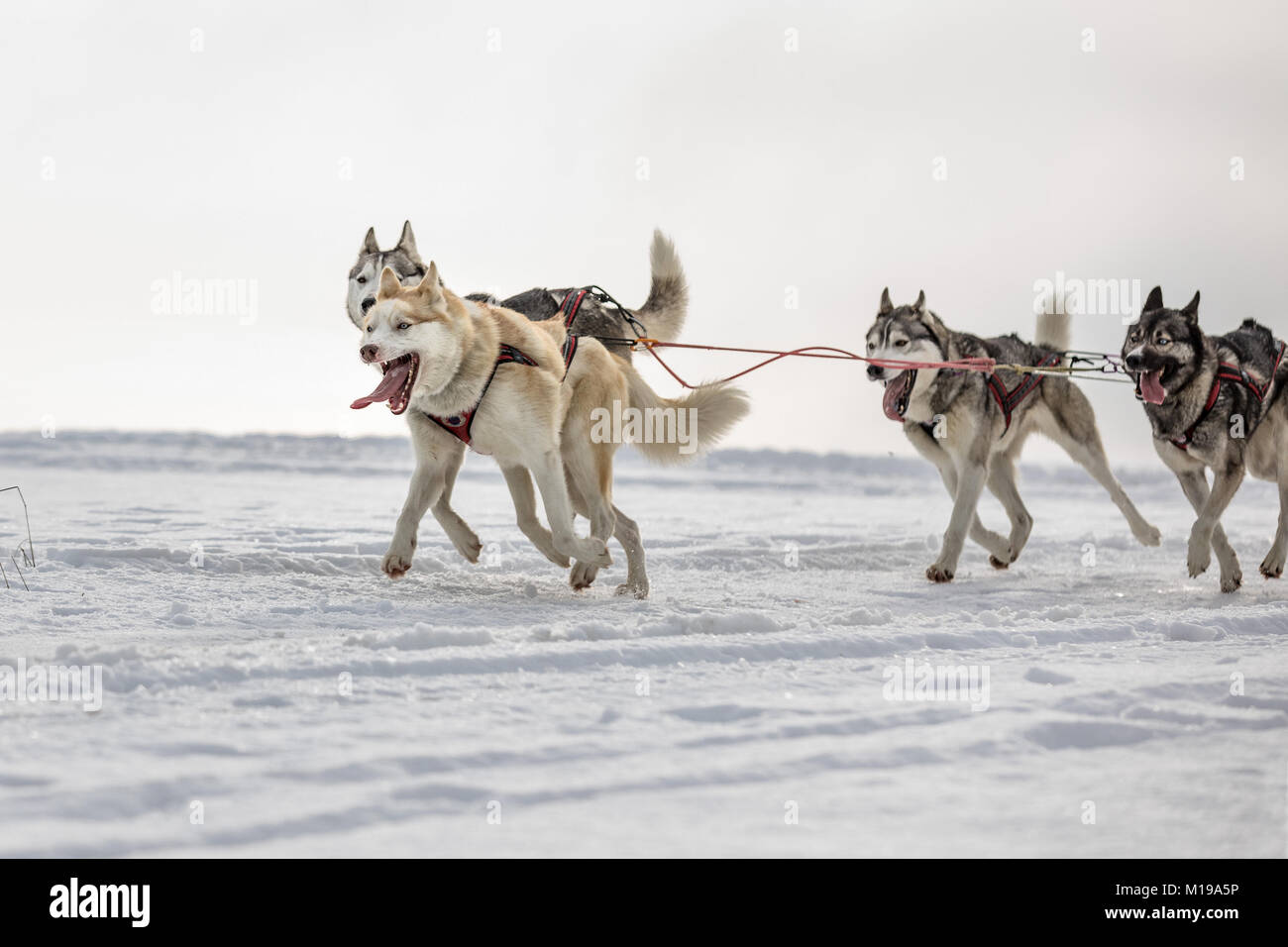 Husky of dogs in a team in winter landscape. Group of husky dogs. A group of hounds of dogs at dog races. Stock Photo