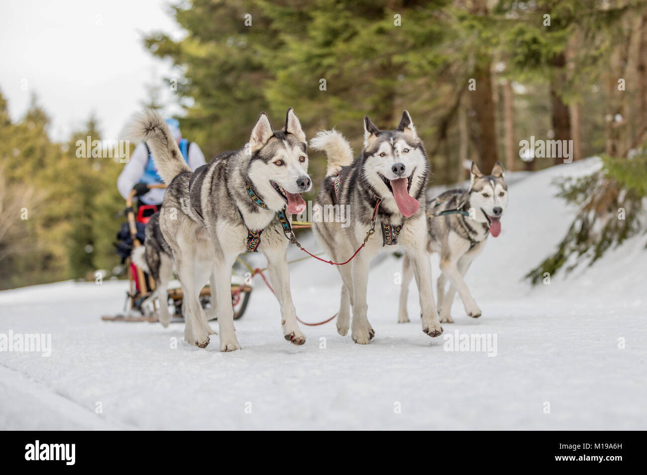 Husky of dogs in a team in winter landscape. Group of husky dogs. A ...