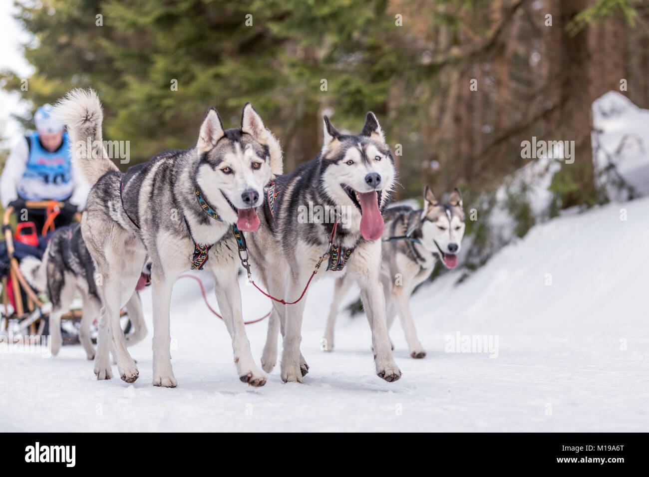 Husky of dogs in a team in winter landscape. Group of husky dogs. A group of hounds of dogs at dog races. Stock Photo