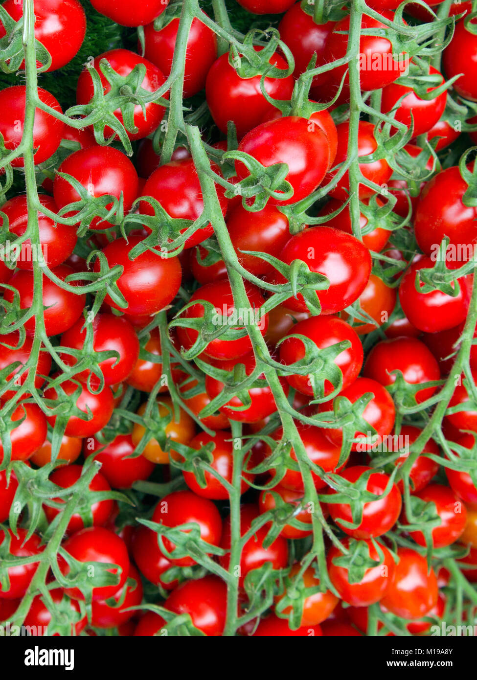 Full frame red cherry tomatoes on the vine Stock Photo - Alamy