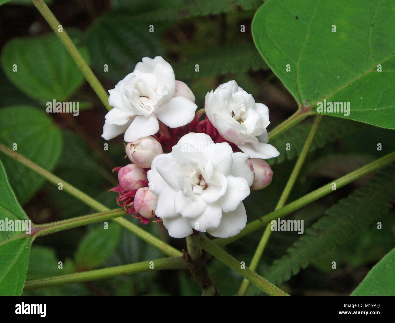 Especies de flora hi-res stock photography and images - Alamy