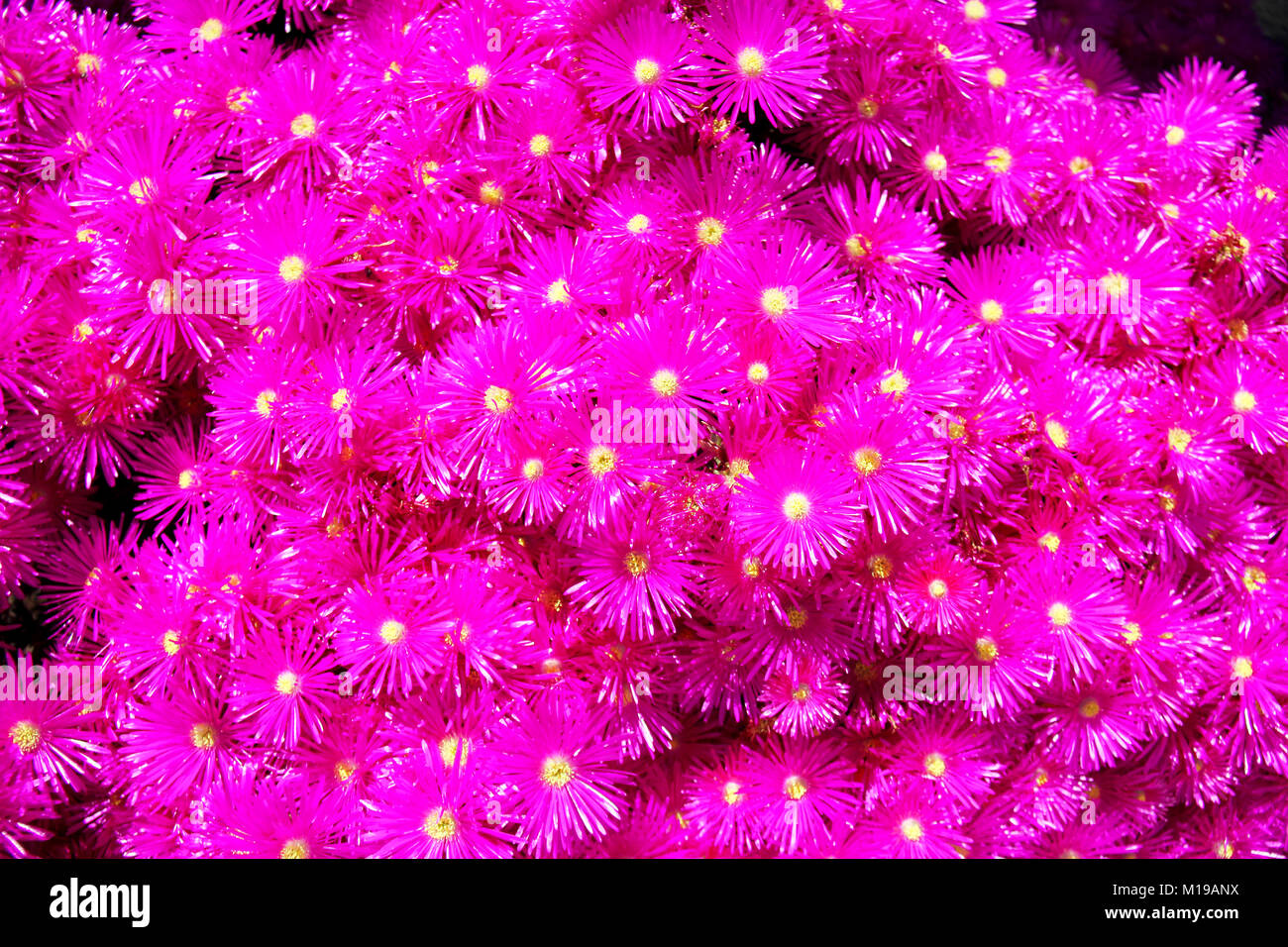 Vivid Pink Mesembryanthemums Flowers with yellow centers background Stock Photo