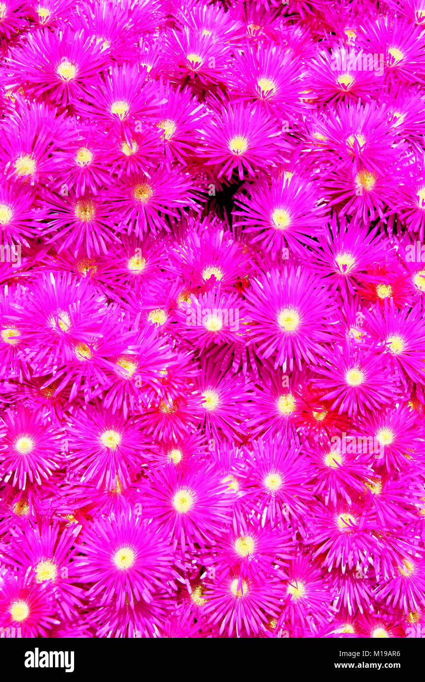 Vivid Pink Mesembryanthemums Flowers with yellow centers background Stock Photo
