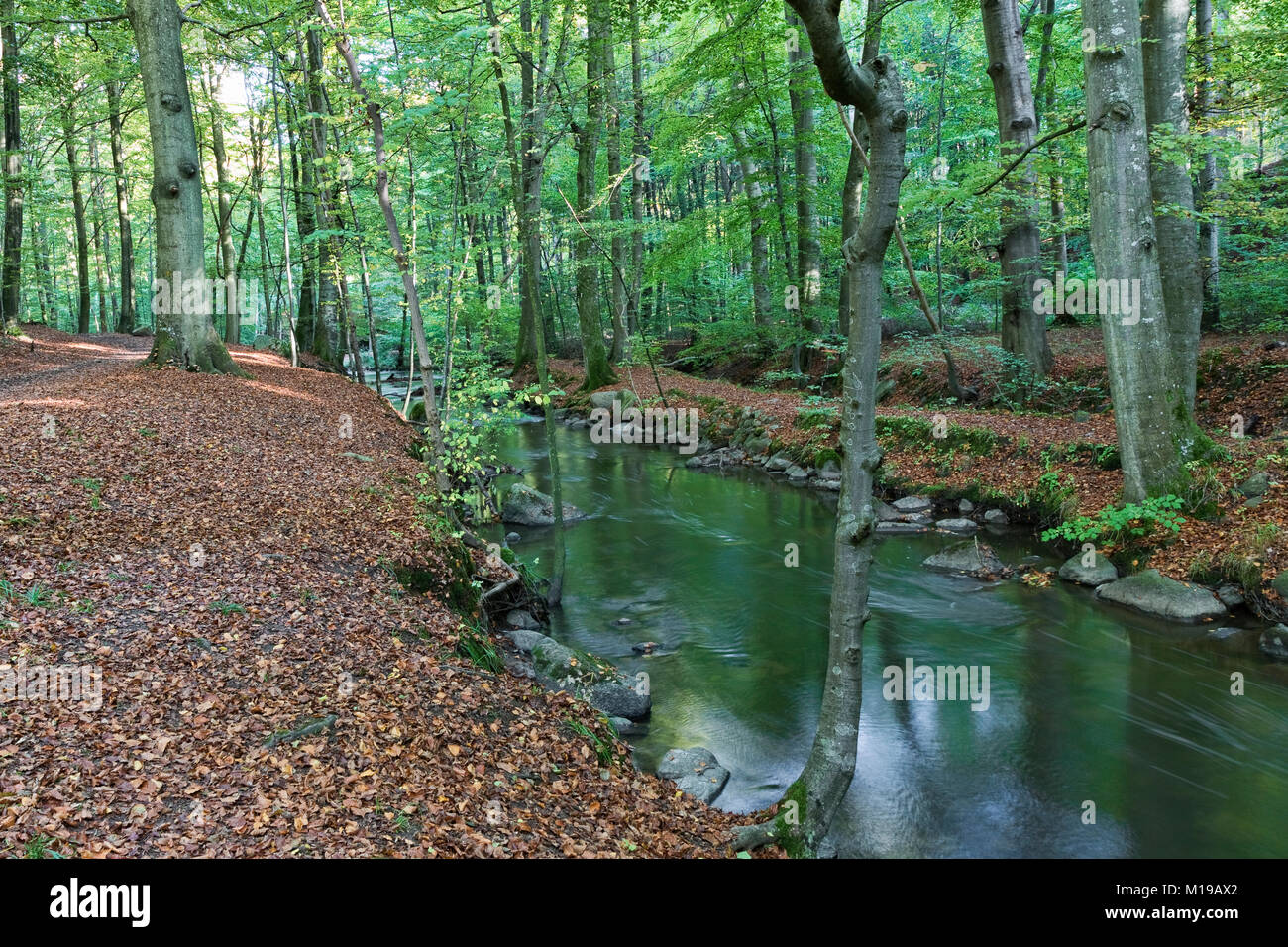 Small river in a forest near Aarhus, Denmark Stock Photo - Alamy