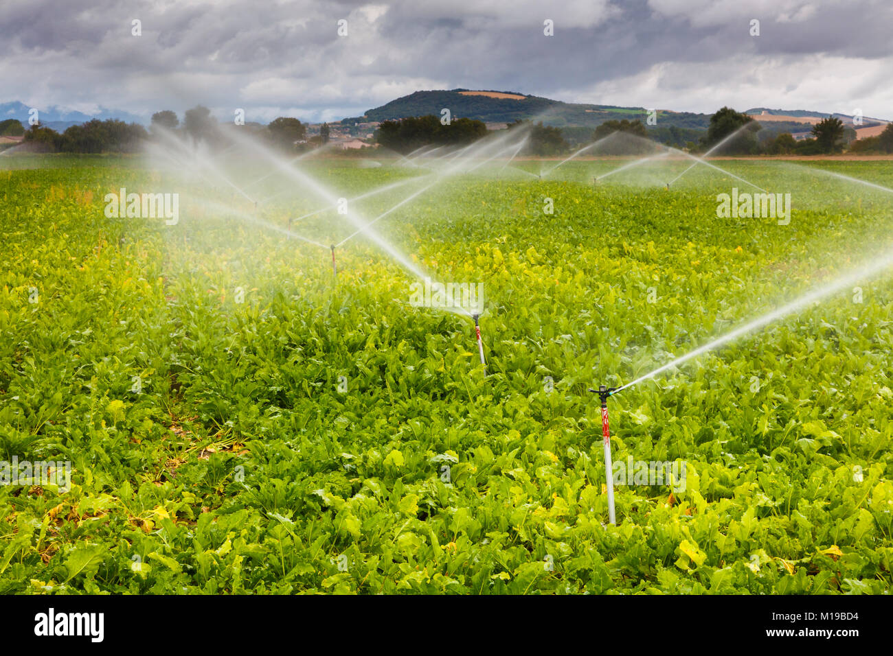 Irrigated land Stock Photo Alamy