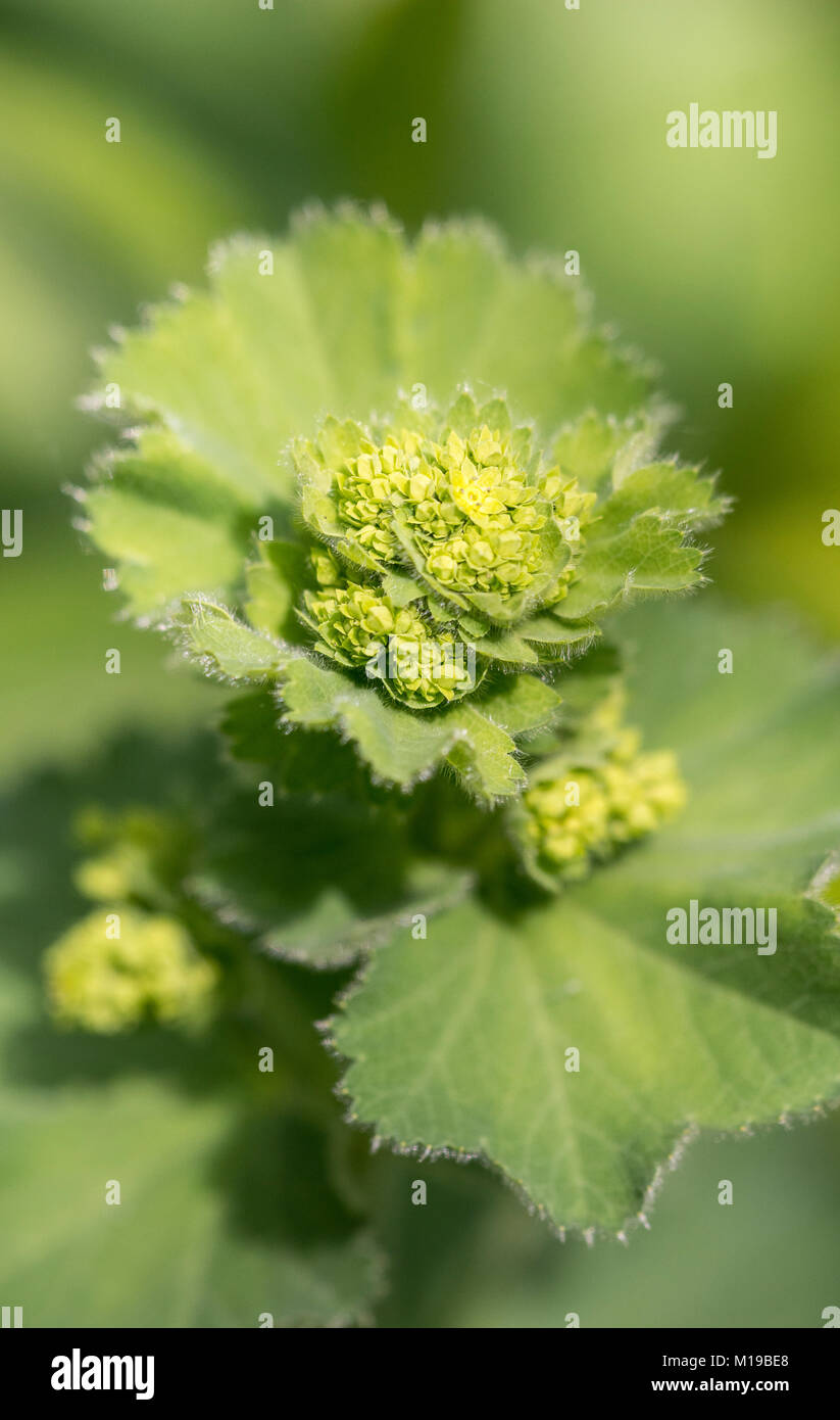 Alchemilla mollis - Frauenmantel Stock Photo