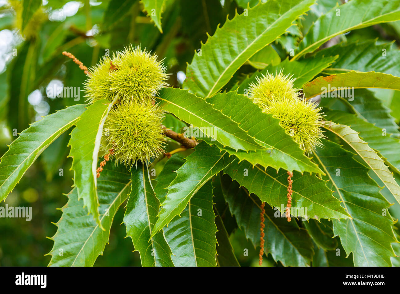 Leaves and chestnuts. Sweet chestnut (Castanea sativa Stock Photo - Alamy