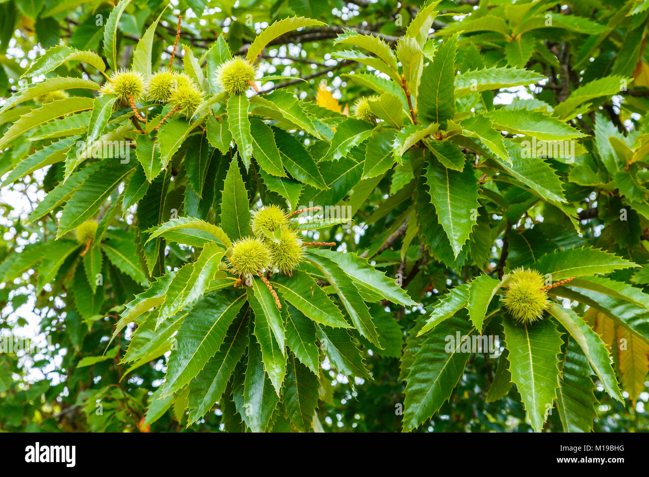 Leaves and chestnuts. Sweet chestnut (Castanea sativa). Stock Photo