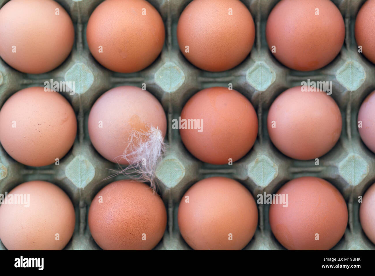 A tray of fresh free range eggs. Shallow depth of field. Stock Photo