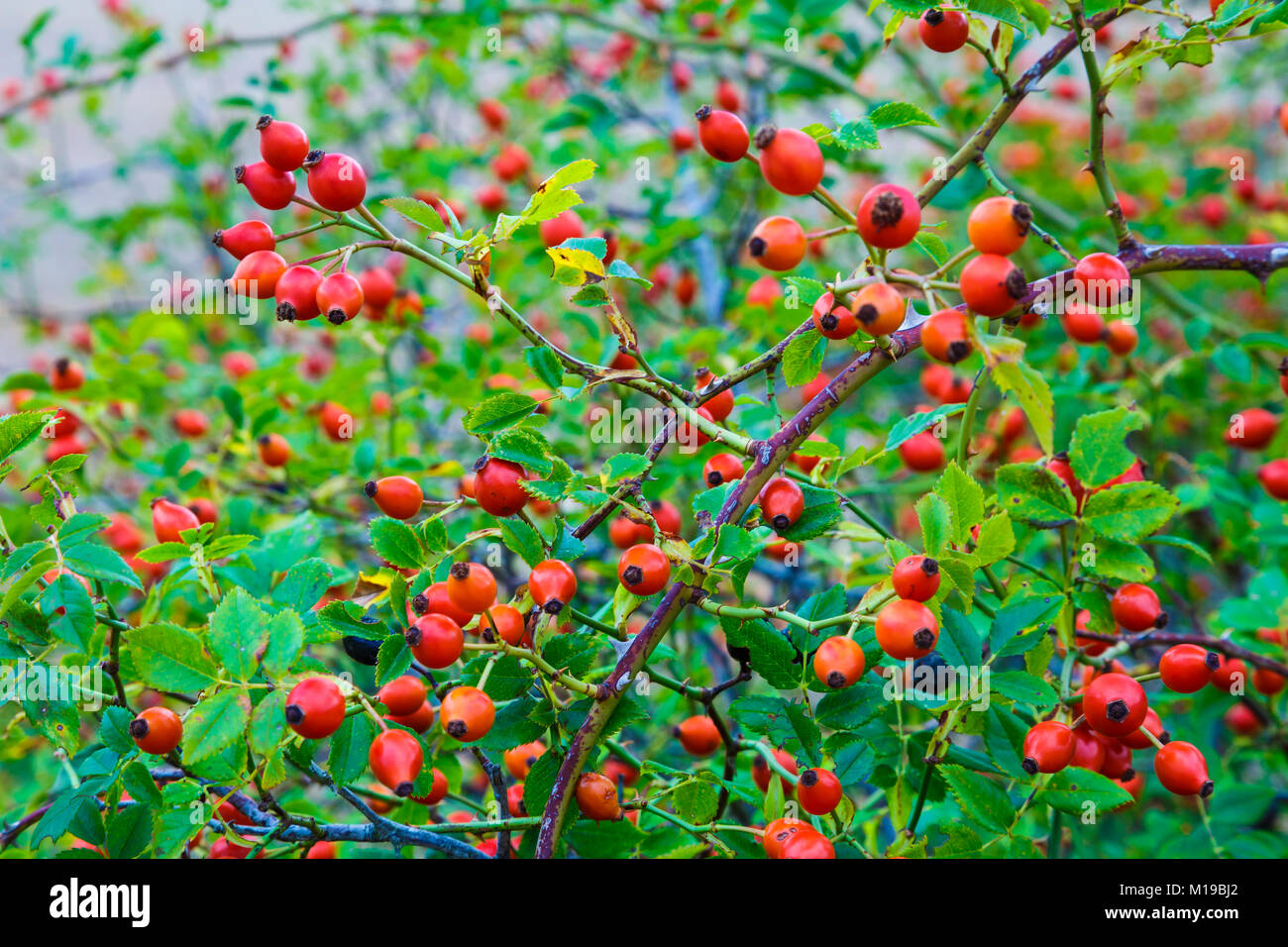 Rose hips and leaves. Rose dog  (Rosa canina). Stock Photo