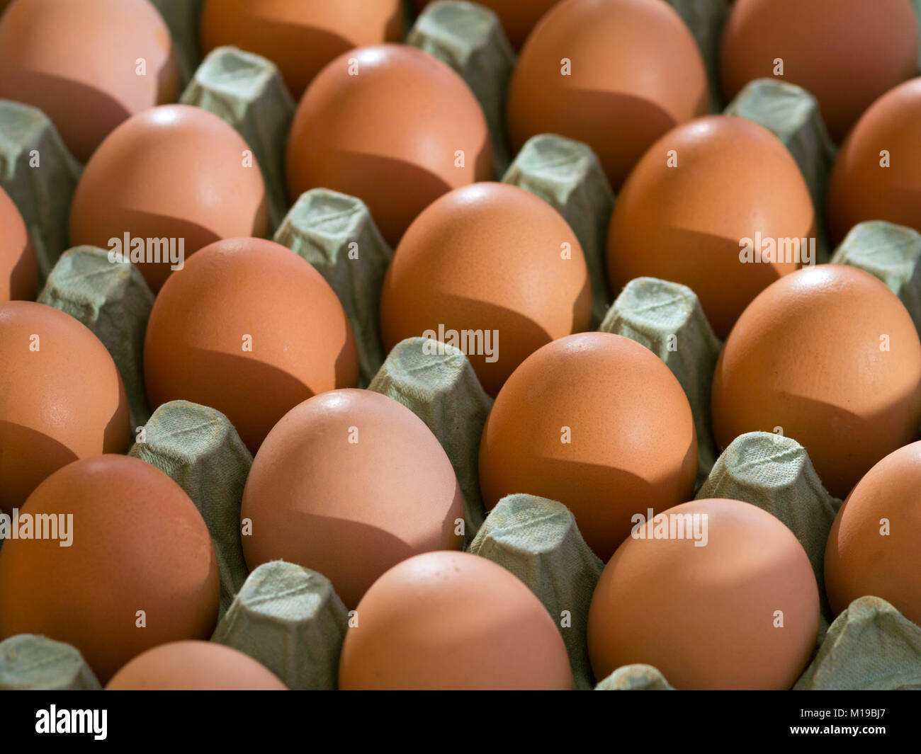 A tray of fresh free range eggs in morning sunlight. Shallow depth of field. Stock Photo