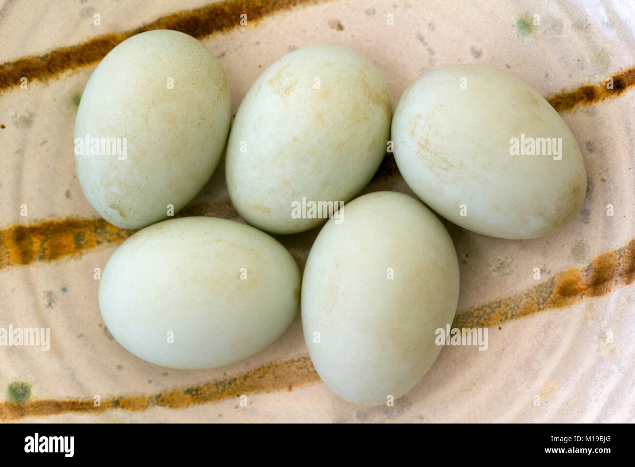 Five fresh free range duck eggs in a bowl. Shallow depth of field. Stock Photo