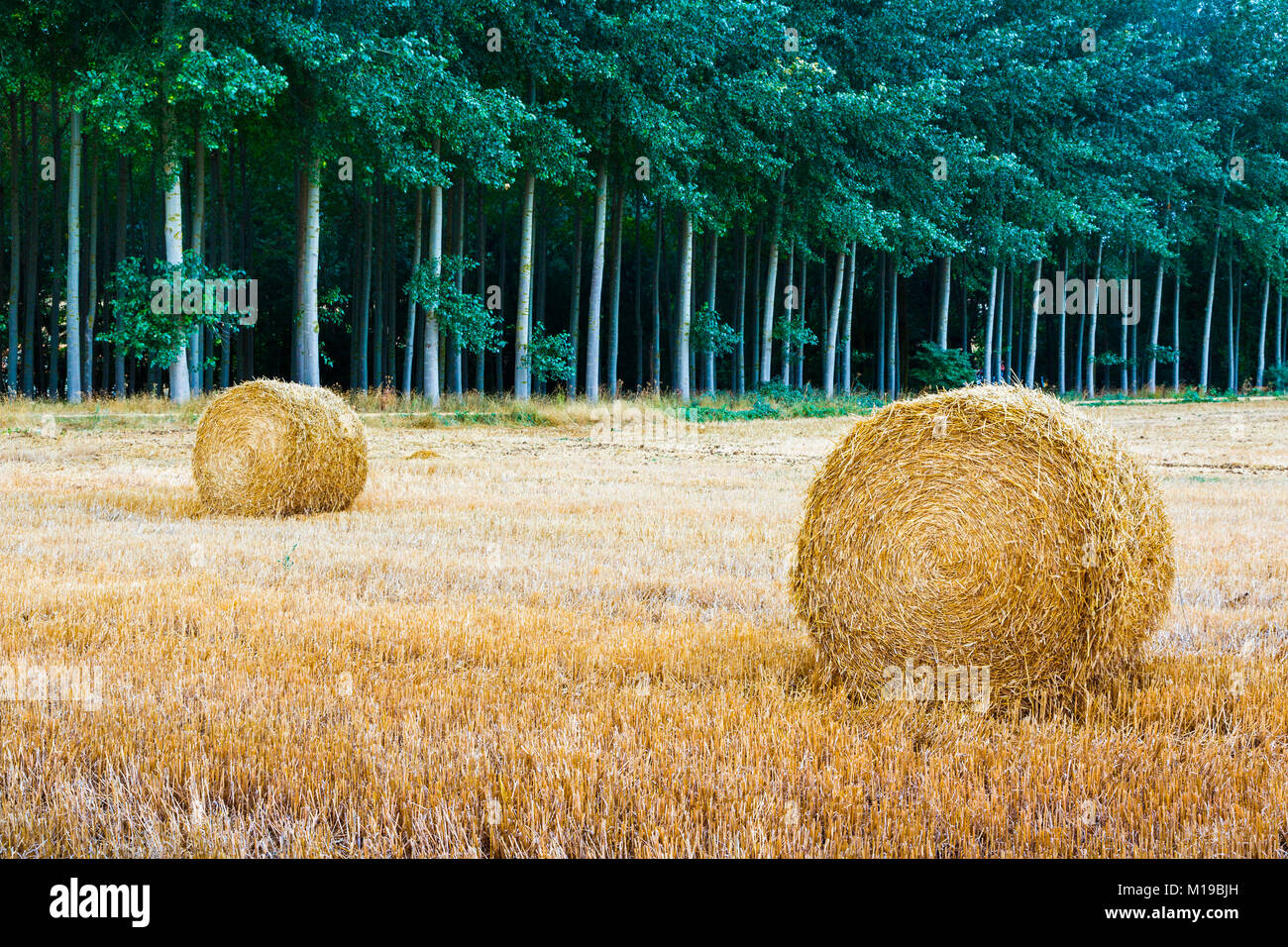 Wheat bales Stock Photo Alamy