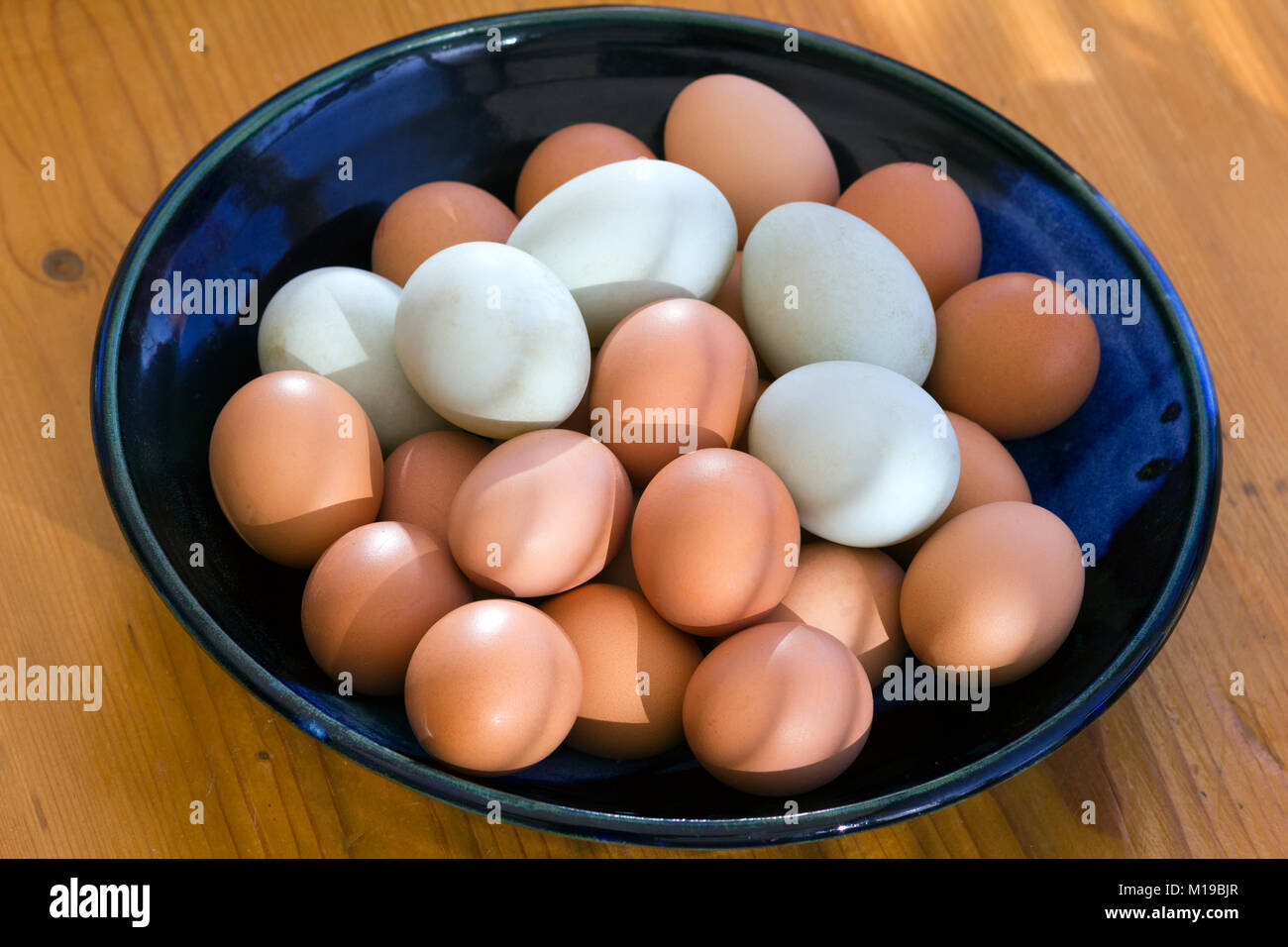 A collection of fresh free range duck and chicken eggs in a dish in morning sunlight. Shallow depth of field. Stock Photo