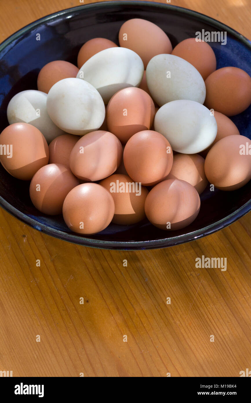 A collection of fresh free range duck and chicken eggs in a dish in morning sunlight. Shallow depth of field. Stock Photo
