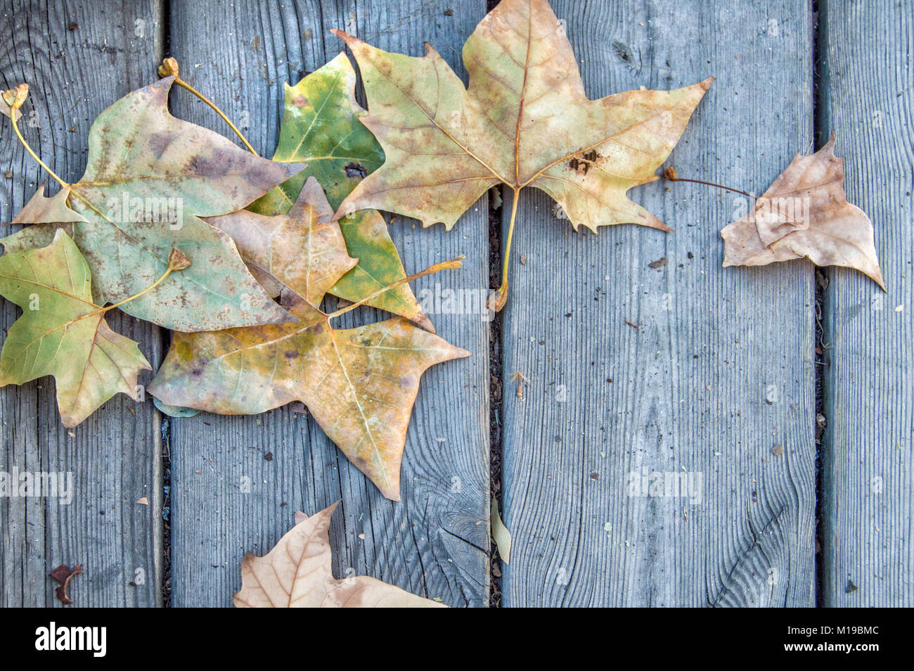 golden autumn leaves on wooden background Stock Photo