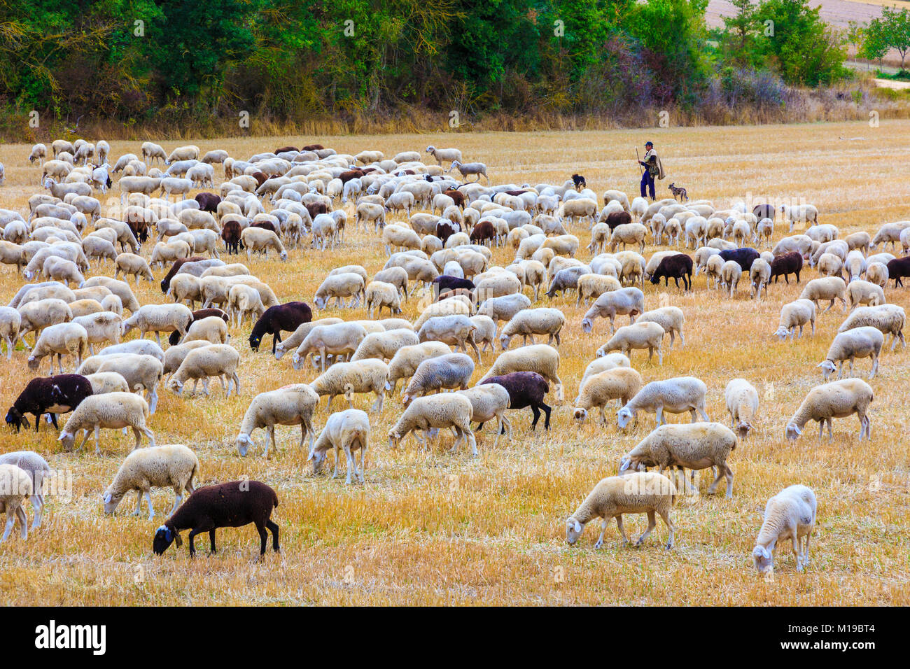 Flock of sheeps in a wheat field. Stock Photo
