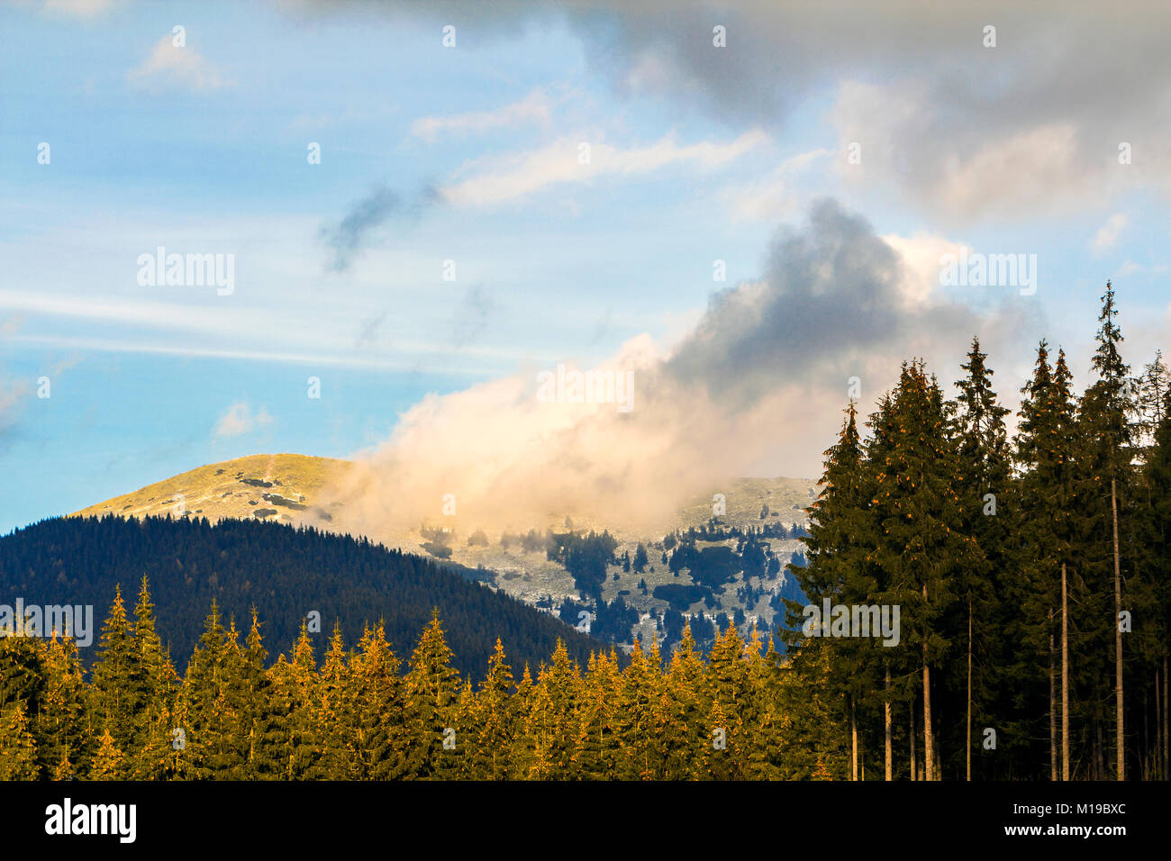 Pine trees in mountain forest Stock Photo - Alamy
