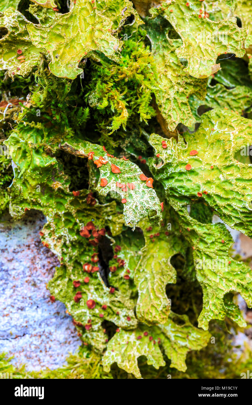 Tree lungwort (Lobaria pulmonaria) lichen. Stock Photo